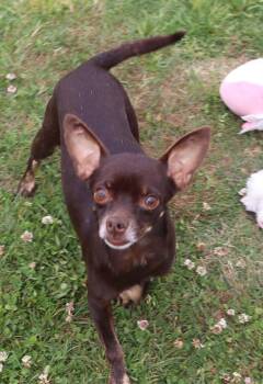 Chihuahua Dogs Available for Adoption in Winchester, Tennessee - Chapo | PetCurious