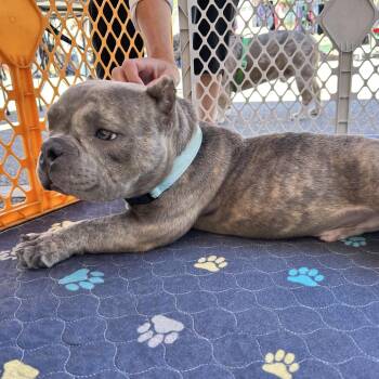 Griffey -  American Bully Dog for Adoption in Huber Heights, Ohio - Griffey | PetCurious