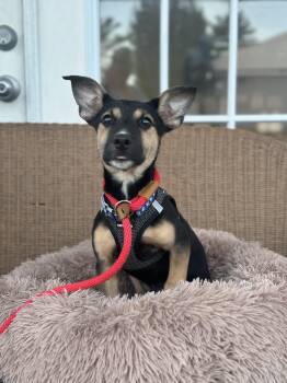 Zane -  Terrier Dog for Adoption in Ellicott City, Maryland - Zane | PetCurious