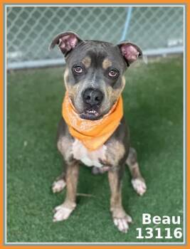 Rescue Pit Bull Terrier and American Staffordshire Terrier Dogs for Adoption in Marietta, Georgia - BEAU | PetCurious