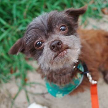 Rescue Shih Tzu Dogs for Adoption in Portage, Michigan - Chocolate | PetCurious