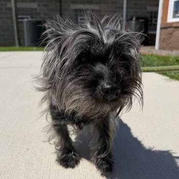 Lilith -  Cairn Terrier Dog for Adoption in Latrobe, Pennsylvania - Lilith | PetCurious