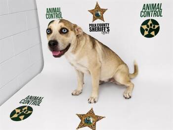FAITH -  American Bulldog and Mixed Breed Dog Available for Adoption in Winter Haven, Florida - FAITH | PetCurious
