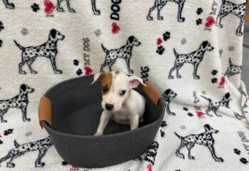 Idabe Yellow collar -  Afghan Hound Dog for Adoption in Syracuse, Indiana - Idabe Yellow Collar | PetCurious