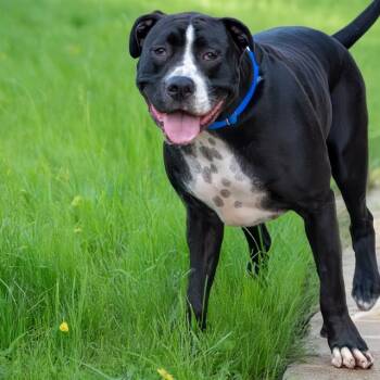 Rescue Pit Bull Terrier and Mixed Breed Dogs for Adoption in St. Louis, Missouri - MOOSE | PetCurious
