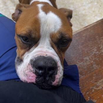 Rescue Boxer Dogs for Adoption in Clarksdale, Mississippi - Mila | PetCurious