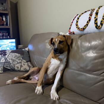 Ollie -  Mixed Breed Dog for Adoption in Madison, Wisconsin - Ollie | PetCurious