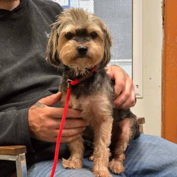 Ricky -  Shih Tzu and Yorkshire Terrier Dog for Adoption in Park Falls, Wisconsin - Ricky | PetCurious