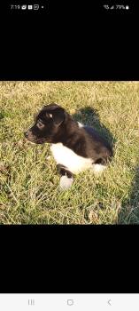 Border Collie and Pit Bull Terrier Dogs Available for Adoption - Weston (Tavia’s Five 2) | PetCurious