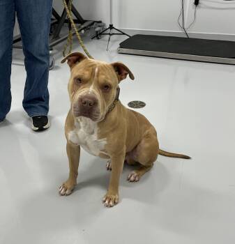 Rescue Shar Pei and Pit Bull Terrier Dogs for Adoption in Bourbonnais, Illinois - Metro | PetCurious