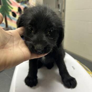 Wire Fox Terrier Dogs Available for Adoption in Lufkin, Texas - Freedom | PetCurious