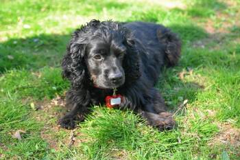 Cocker Spaniel Dogs Available for Adoption in Arlington, Virginia - Bella | PetCurious