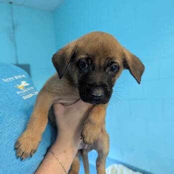 Mixed Breed Dogs Available for Adoption - William | PetCurious