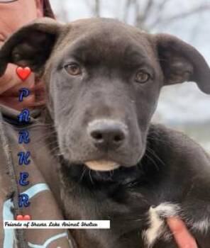 Labrador Retriever and Shepherd Dogs Available for Adoption - Parker | PetCurious