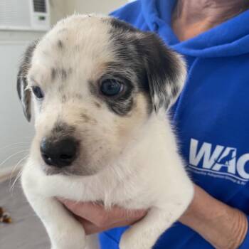 Australian Shepherd and Mixed Breed Dogs Available for Adoption - Honeysuckle | PetCurious