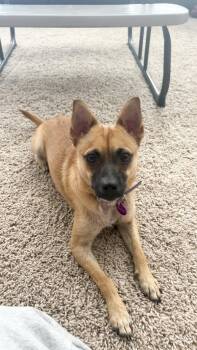 Drew -  Chihuahua and Terrier Dog for Adoption in West Hollywood, California - Drew | PetCurious