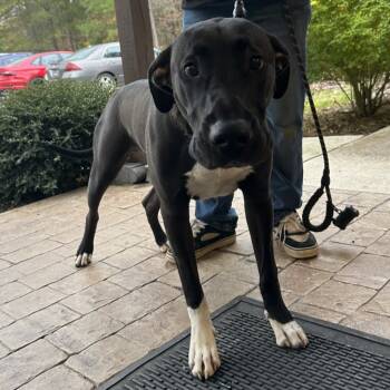 Rescue Mixed Breed Dogs for Adoption in Blue Ridge, Georgia - Marmaduke | PetCurious