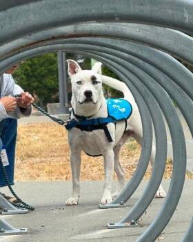 Junior -  Pit Bull Terrier Dog for Adoption in Novato, California - Junior | PetCurious