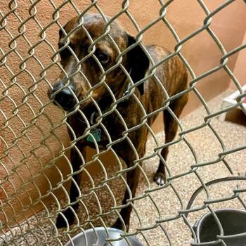 Rescue Plott Hound Dogs for Adoption in Lyndhurst, Virginia - "Rowzy" | PetCurious