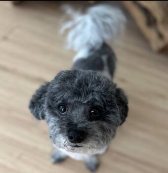 Bichon Frise and Poodle Dogs Available for Adoption in Sanford, Florida - Little Buddy *BONDED* With Dude | PetCurious