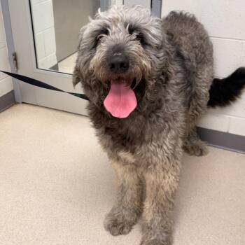 Great Pyrenees and Standard Poodle Dogs Available for Adoption in Evansville, Indiana - Oso | PetCurious