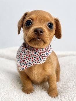 Chino -  Chihuahua and Wirehaired Terrier Dog Available for Adoption in Douglas, Georgia - Chino | PetCurious