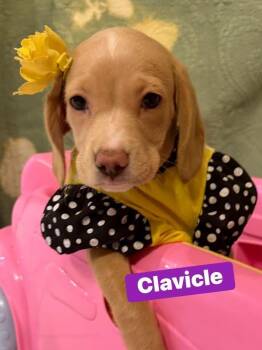 Clavicle -  Labrador Retriever and Hound Dog for Adoption in Dunmore, Pennsylvania - Clavicle | PetCurious