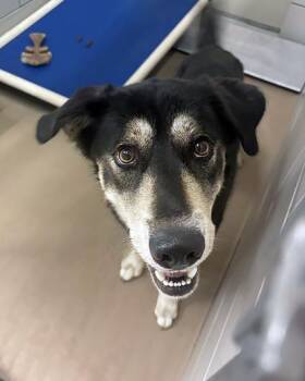 Mixed Breed Dogs Available for Adoption in Nashville, Tennessee - Draco | PetCurious