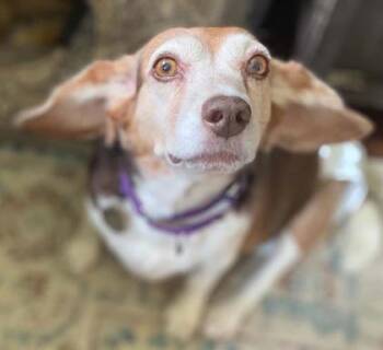 Pudge -  Beagle Dog for Adoption in Malvern, Pennsylvania - Pudge | PetCurious