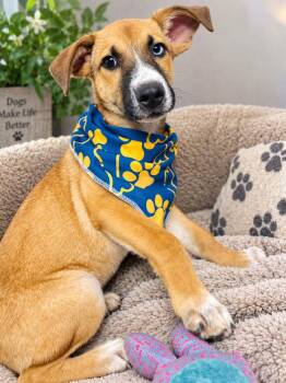 Tucker Jr. -  Black Mouth Cur and Husky Dog for Adoption in Lucas, Texas - Tucker Jr. | PetCurious