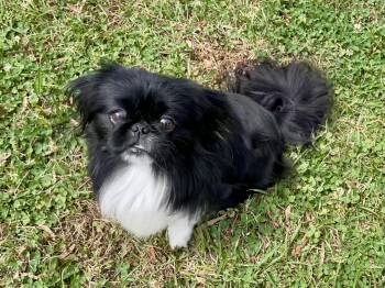 Pekingese Dogs Available for Adoption - Sherlock In Texarkana TX | PetCurious