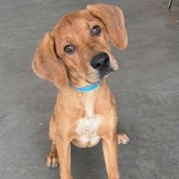 **HARVEY** -  Labrador Retriever and Hound Dog for Adoption in North Prairie, Wisconsin - **HARVEY** | PetCurious