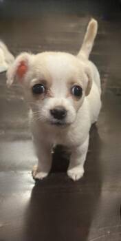 Rescue Chihuahua Dogs for Adoption in Los Angeles, California - Rex The Gypsy | PetCurious