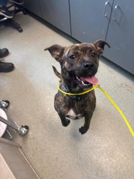 Missy -  Pit Bull Terrier Dog for Adoption in Bloomington, Indiana - Missy | PetCurious
