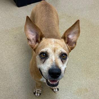 Opi -  Dachshund and Mixed Breed Dog for Adoption in Corpus Christi, Texas - Opi | PetCurious