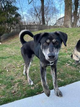 Shepherd Dogs Available for Adoption - Viola | PetCurious