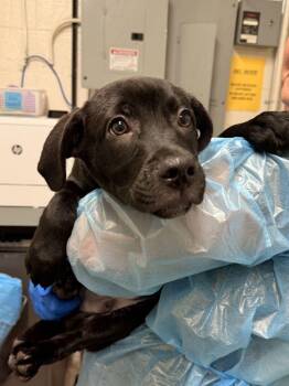 Mangrove -  Mixed Breed Dog for Adoption in Fruit Heights, Utah - Mangrove | PetCurious