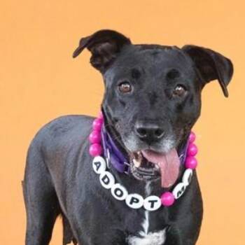 Rescue Black Labrador Retriever and Mixed Breed Dogs for Adoption in Merritt Island, Florida - Chip | PetCurious