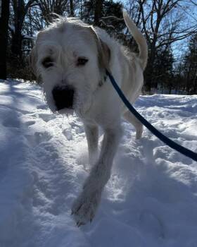 Irish Wolfhound and Great Pyrenees Dogs Available for Adoption - Rufus | PetCurious