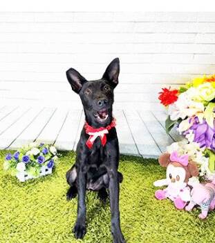 IZZY -  Labrador Retriever Dog for Adoption in Castro Valley, California - IZZY | PetCurious