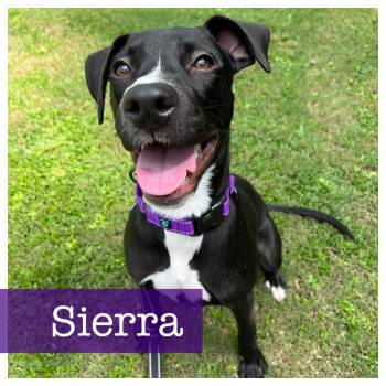 Sierra -  Black Labrador Retriever and American Bully Dog Available for Adoption in Cumming, Georgia - Sierra | PetCurious