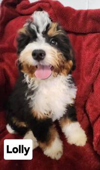 Lolly(mini Bernerdoodle -  Bernedoodle Dog for Adoption in Smithfield, Pennsylvania - Lolly(mini Bernerdoodle | PetCurious