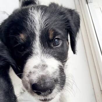 1185 (2026) Waffles -  Goldendoodle and Mixed Breed Dog for Adoption in Parker, Colorado - 1185 (2026) Waffles | PetCurious