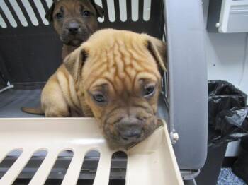 Pit Bull Terrier Dogs Available for Adoption - Cobra | PetCurious