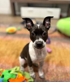 Austria -  Cattle Dog and Pit Bull Terrier Dog for Adoption in Fort Collins, Colorado - Austria | PetCurious