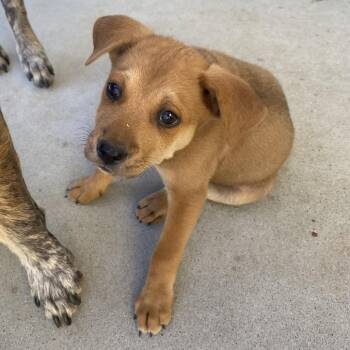 Rhodesian Ridgeback and Terrier Dogs Available for Adoption in Escondido, California - Oxford | PetCurious