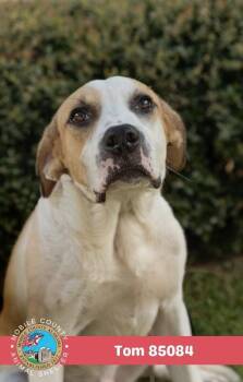 Tom -  Mixed Breed Dog for Adoption in Mobile, Alabama - Tom | PetCurious