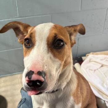 Jack Russell Terrier and Mixed Breed Dogs Available for Adoption - Pepper | PetCurious