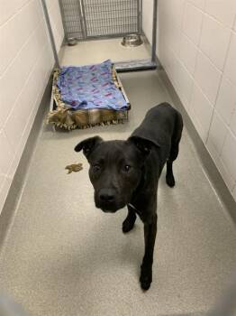 Labrador Retriever and Mixed Breed Dogs Available for Adoption in Omaha, Nebraska - BANE | PetCurious