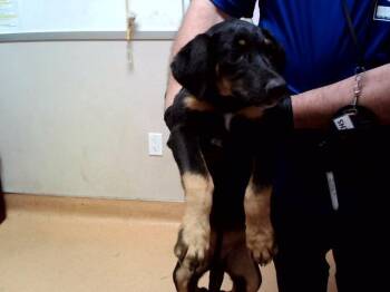 CARINA -  German Shepherd Dog and Mixed Breed Dog for Adoption in Martinez, California - CARINA | PetCurious